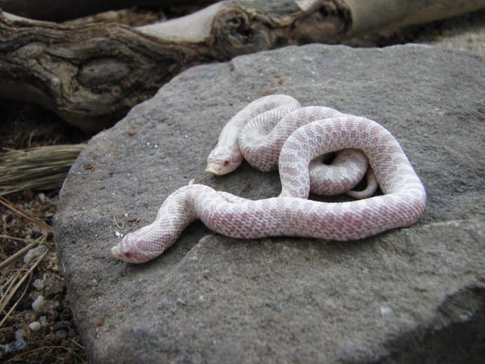 Уж свиноносый "Albino"