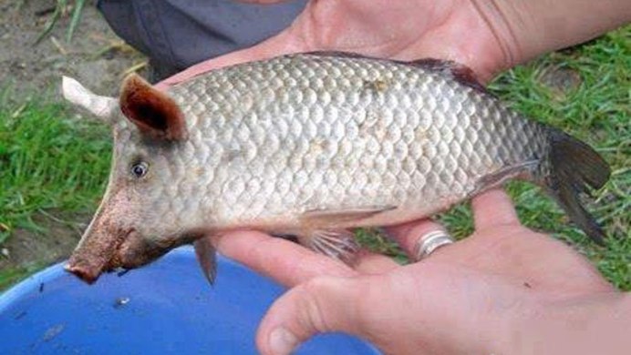 Глаза змей