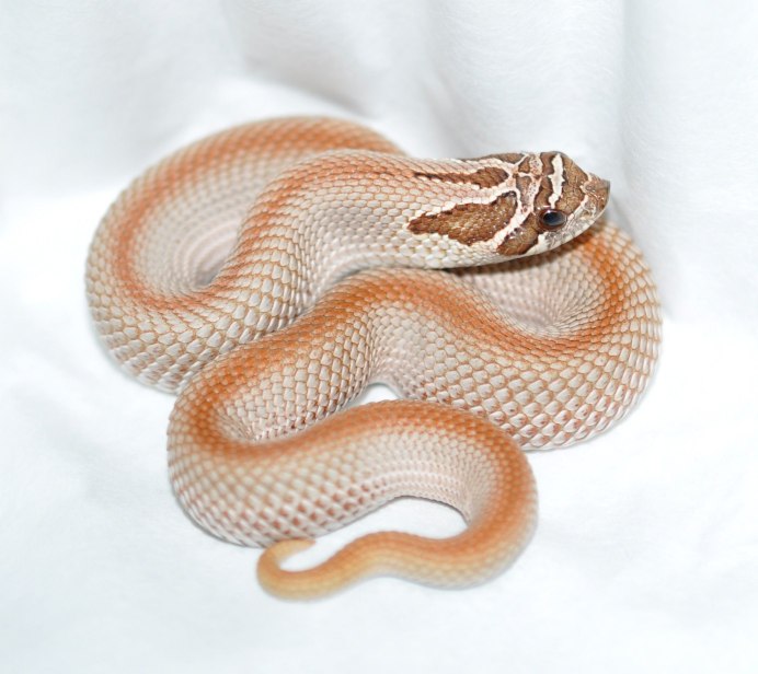 Hognose Snake змея