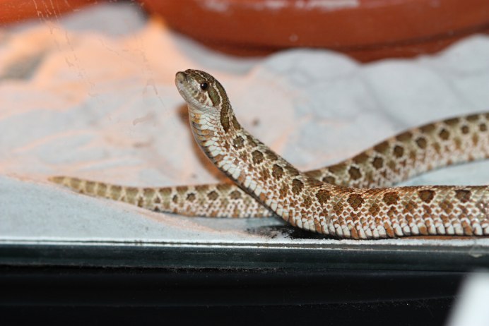 Heterodon nasicus