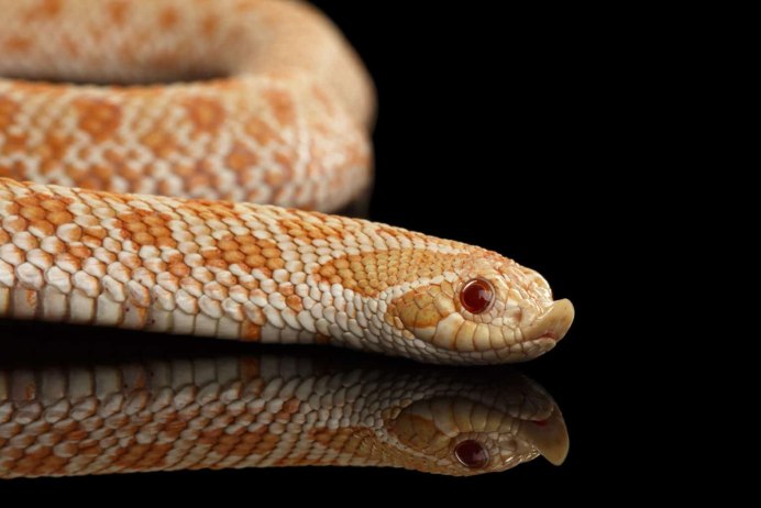 Heterodon nasicus Albino