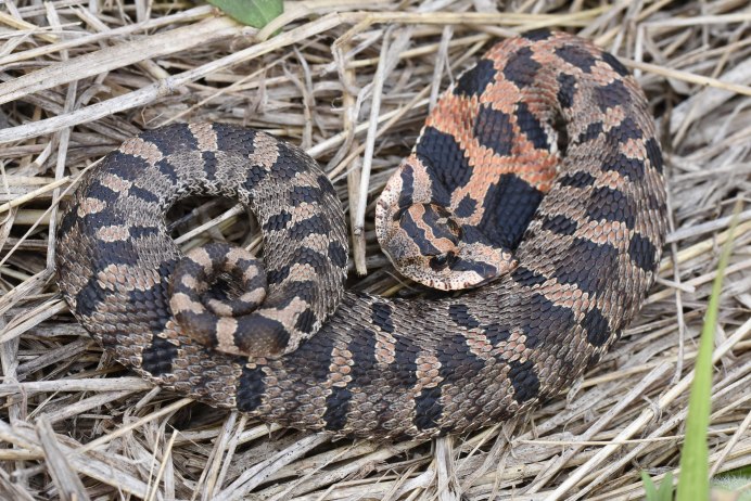 Heterodon platirhinos