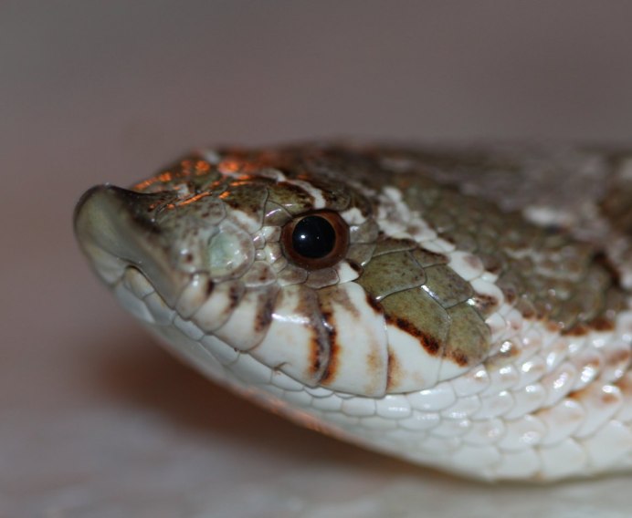 Heterodon nasicus