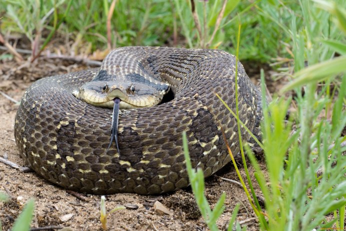Hog Nosed Viper Snake