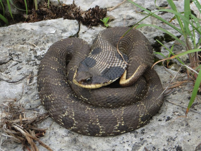 Heterodon platirhinos