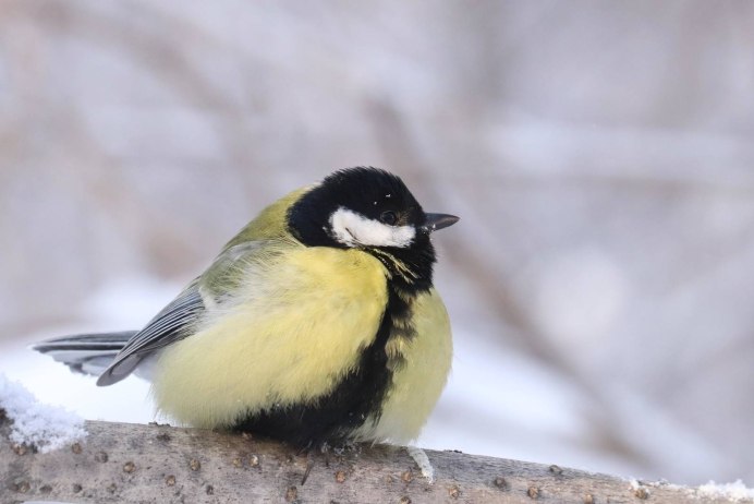 5. Синица большая (Parus Major)
