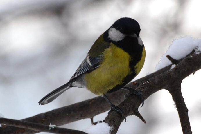 Синица Parus Major