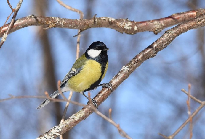Синица Parus Major