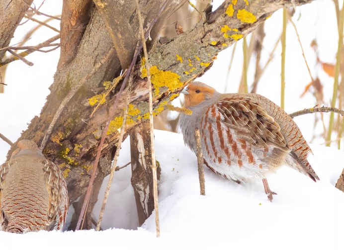 Серая куропатка (Perdix Perdix)