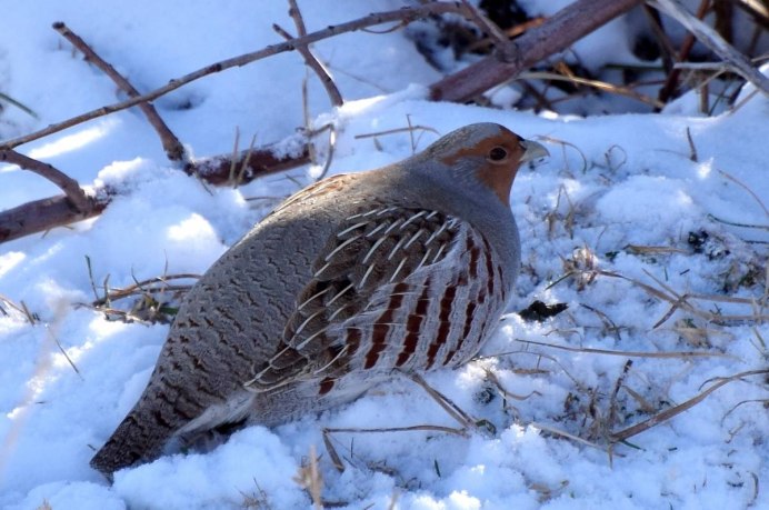 Серая куропатка (Perdix Perdix)