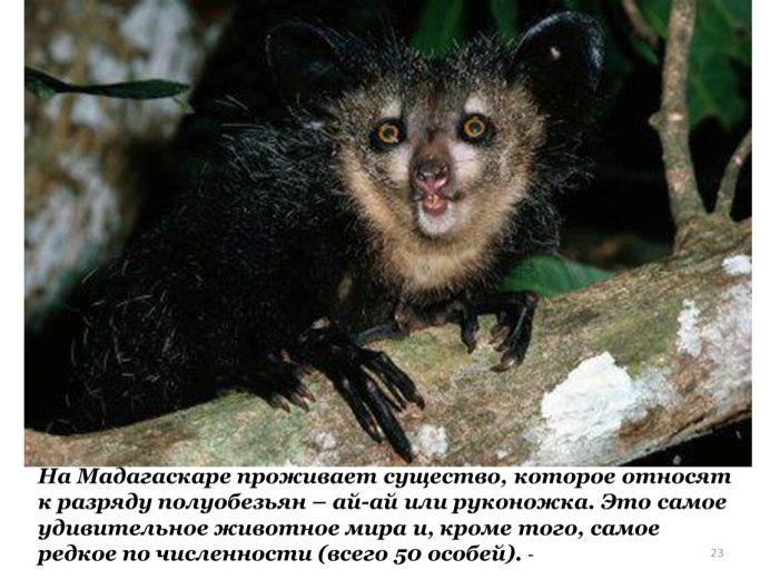 Мадагаскарская руконожка