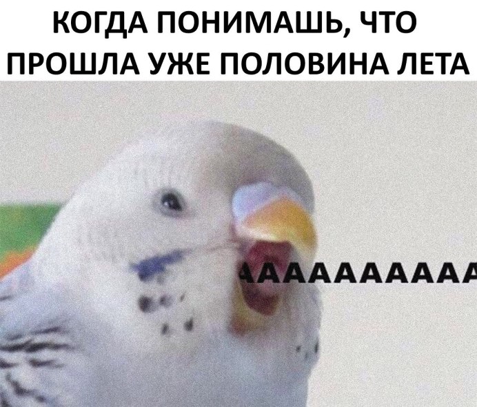Попугай корелла