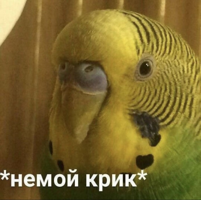 Попугай смеется