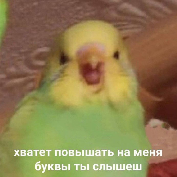 Попугай ара кричит