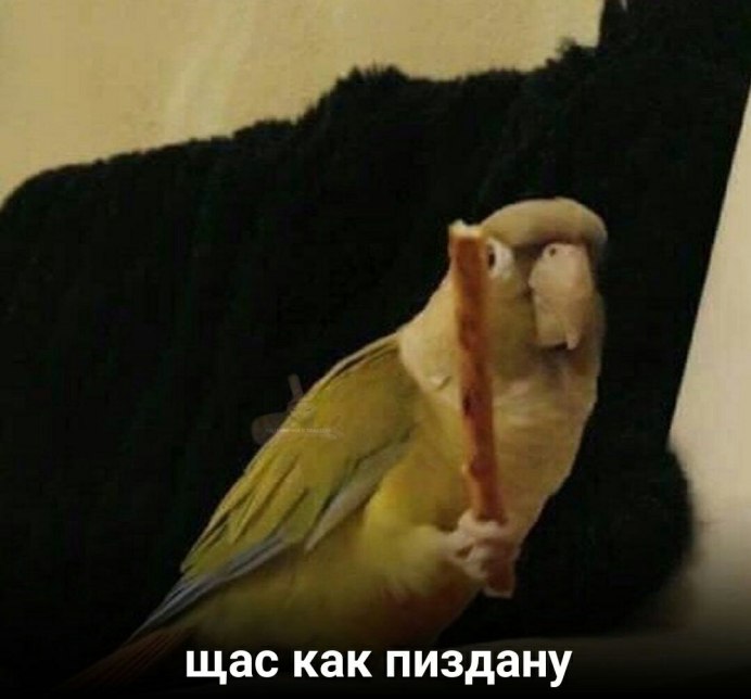 Смешной желтый попугай