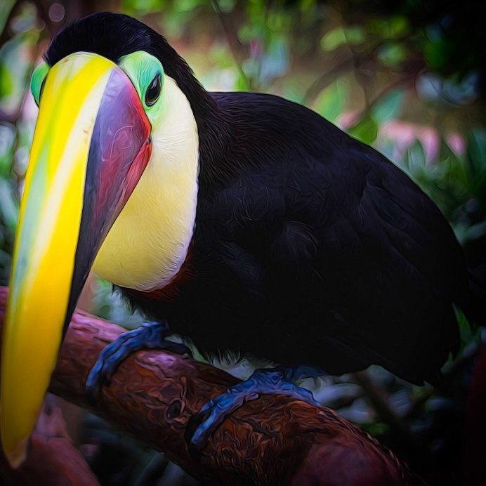Ramphastos Brevis