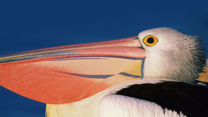 A Pelican can hold more Blood in its beak than its belly