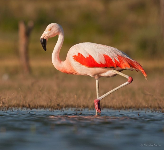 Фламинго в живой природе