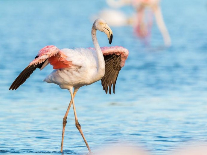 Букингемский дворец озеро с Фламинго