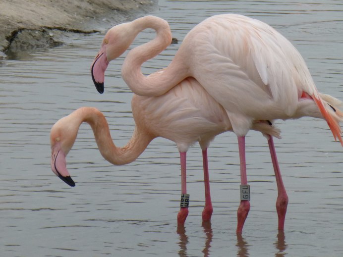 Фламинго обыкновенный розовый