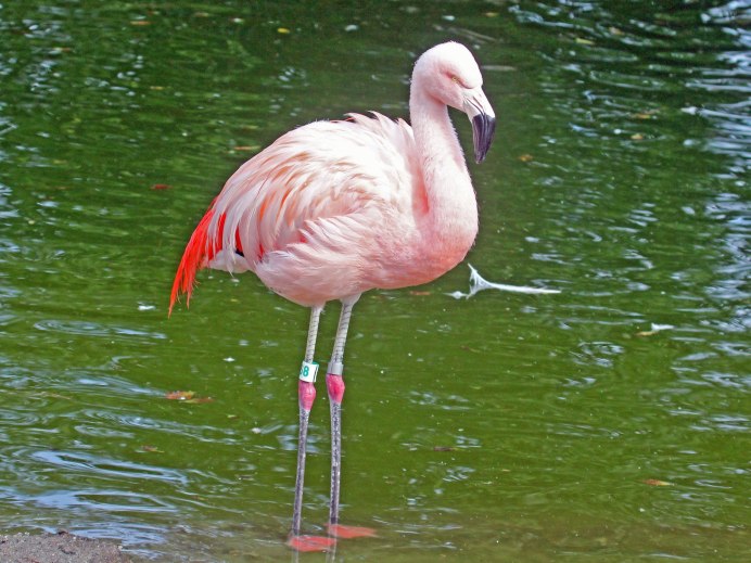 Фламинго розовый (Phoenicopterus roseus)