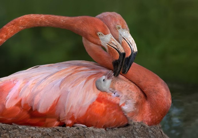 Семейство Фламинго