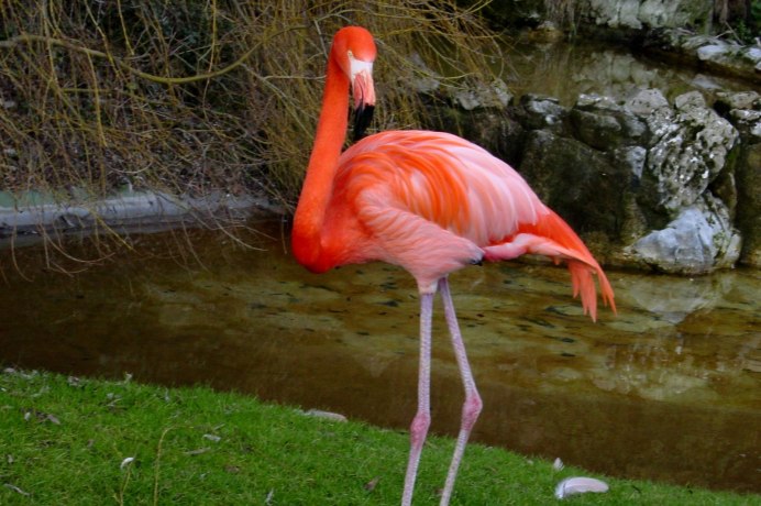 Фламинго обыкновенный розовый