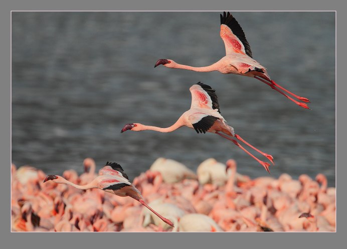 Обыкновенный Фламинго