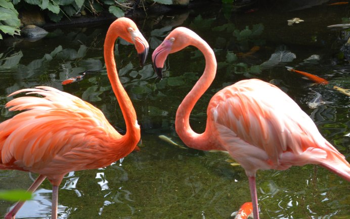Жилище Фламинго