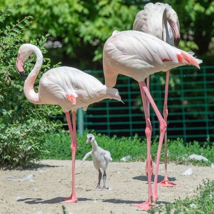 Барнаульский зоопарк Фламинго
