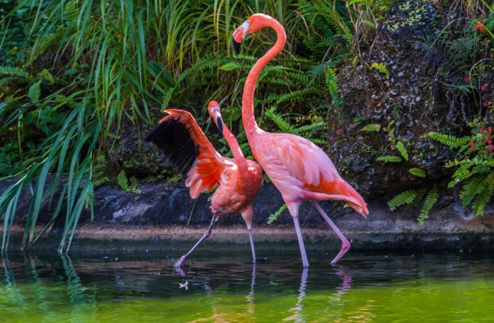 Карибский Фламинго