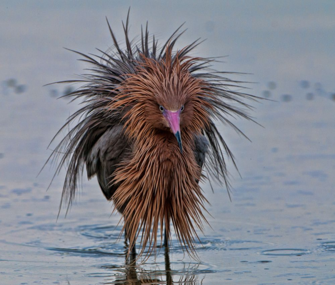 Reddish Egret