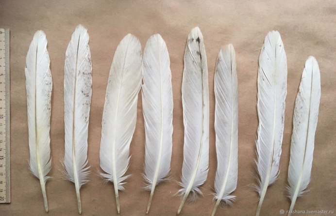 Белое перо