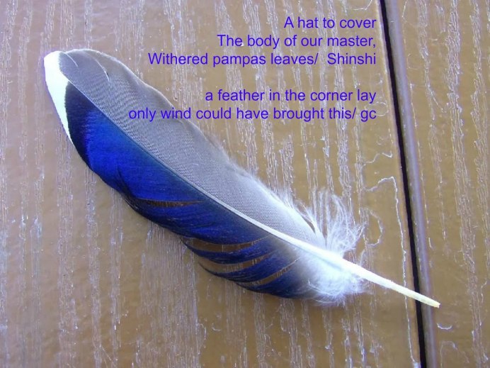 Птичье перо