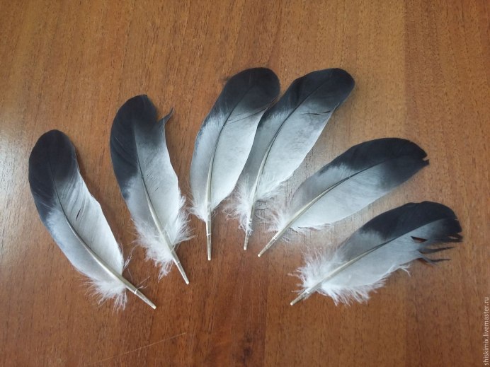 Голубиное пёрышко