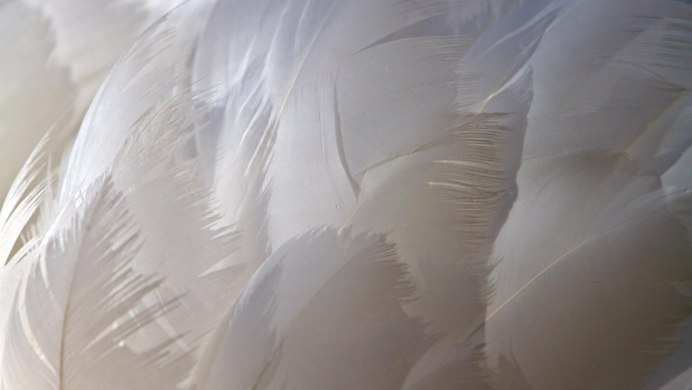 Перо синицы