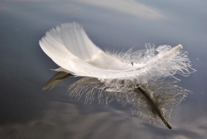 Перо в воздухе