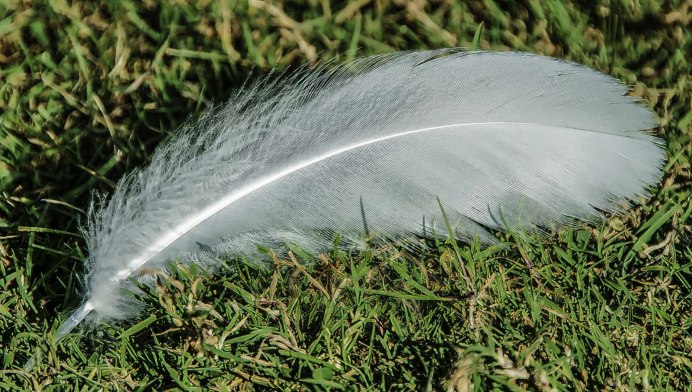 Перо от птицы