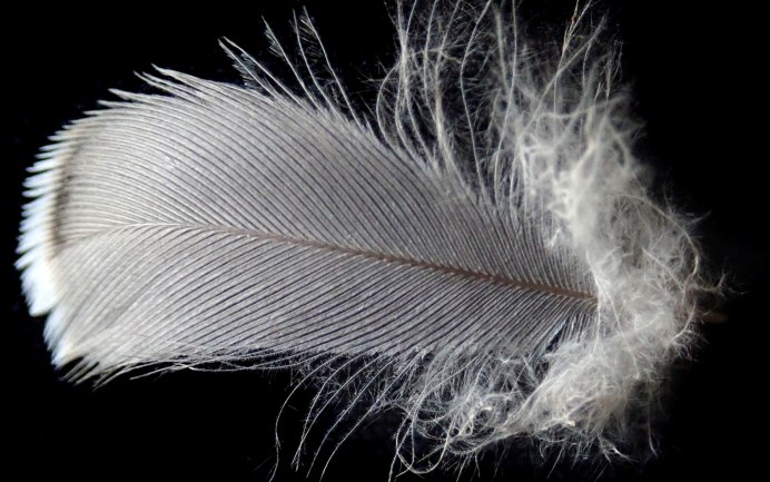 Перья птиц