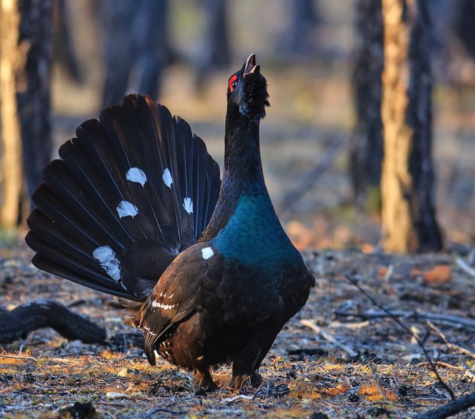 Глухарь (Tetrao urogallus)