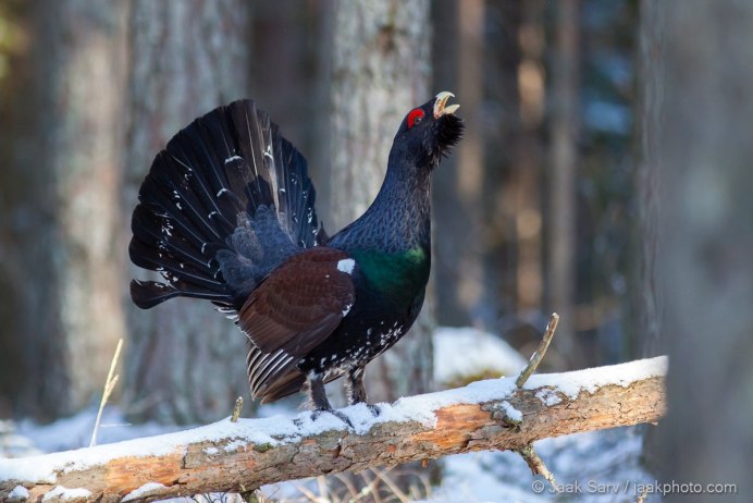 Каменный Глухарь (Tetrao parvirostris)