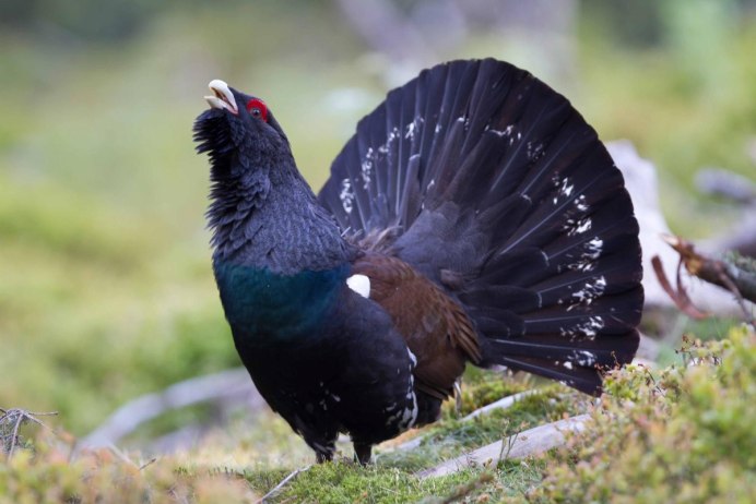 Глухарь (Tetrao urogallus)