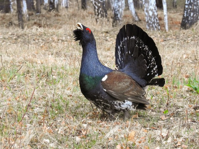 Глухарь (Tetrao urogallus)