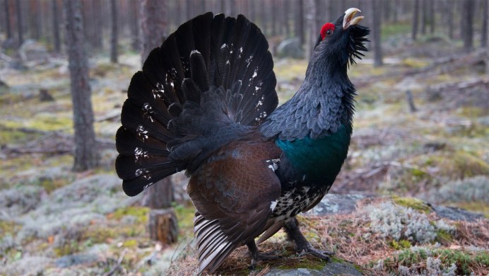 Глухарь (Tetrao urogallus)