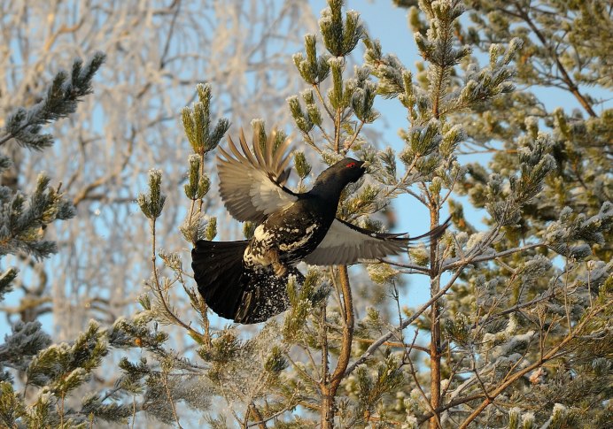 Глухарь (Tetrao urogallus)