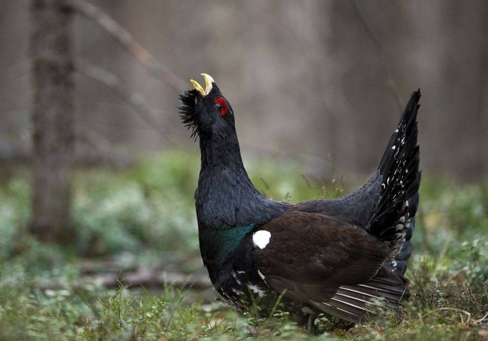 Чернобрюхий Глухарь Tetrao urogallus Major