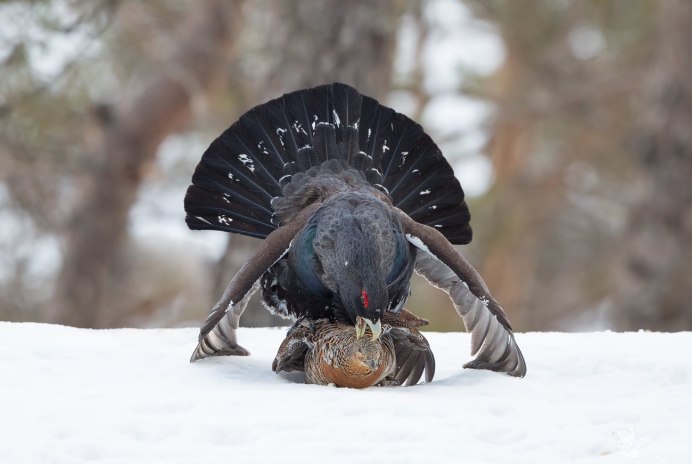 Глухарь - Capercaillie