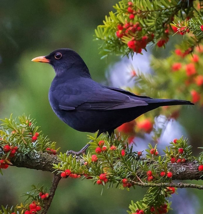 Желтоклювая черная птица