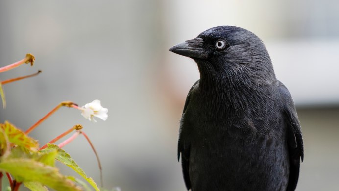 Небольшая черная птичка