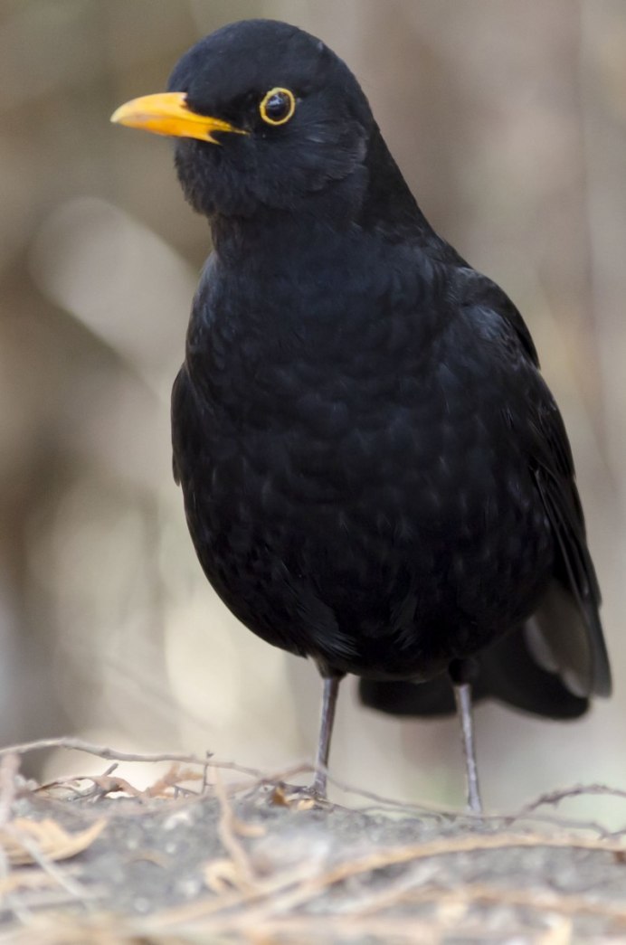 Черный певчий Дрозд